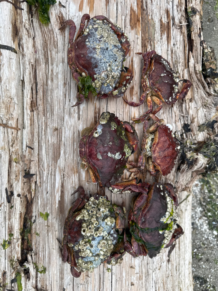 a group of leaves on a tree (MyCoast AI)