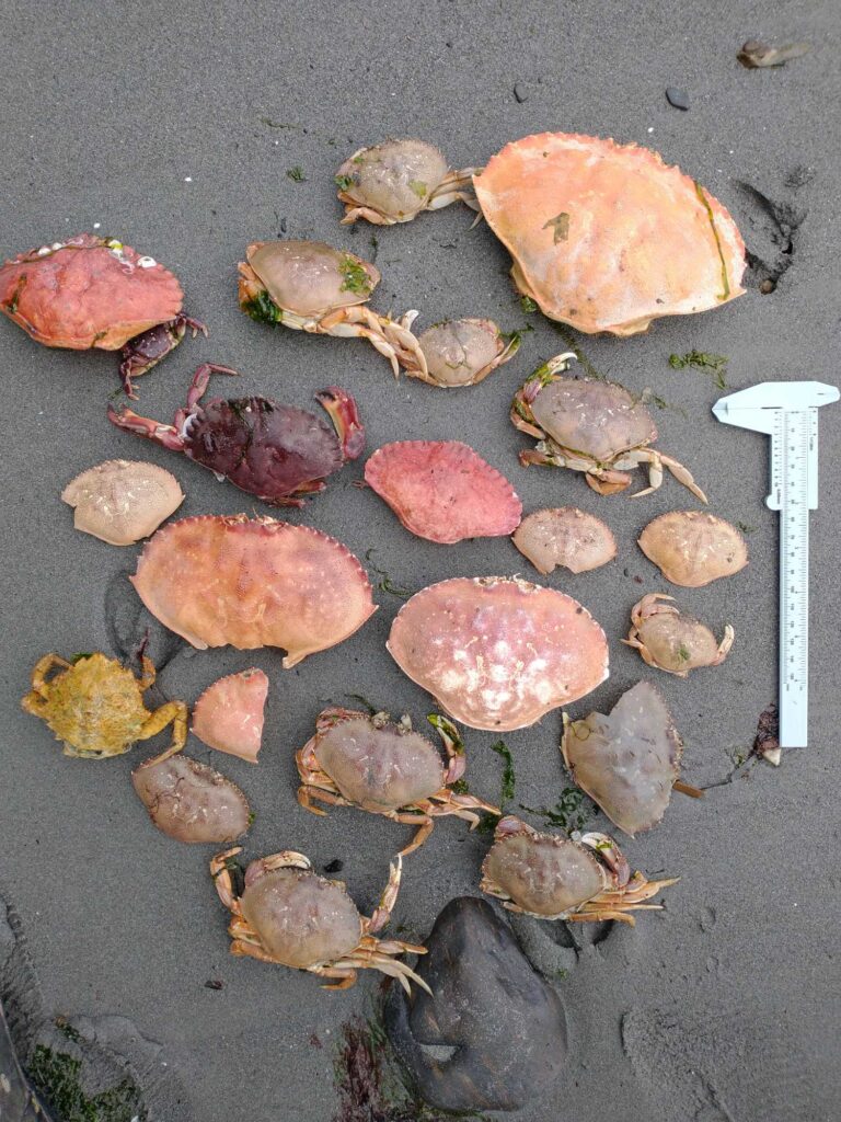 a group of brown and white mushrooms (MyCoast AI)