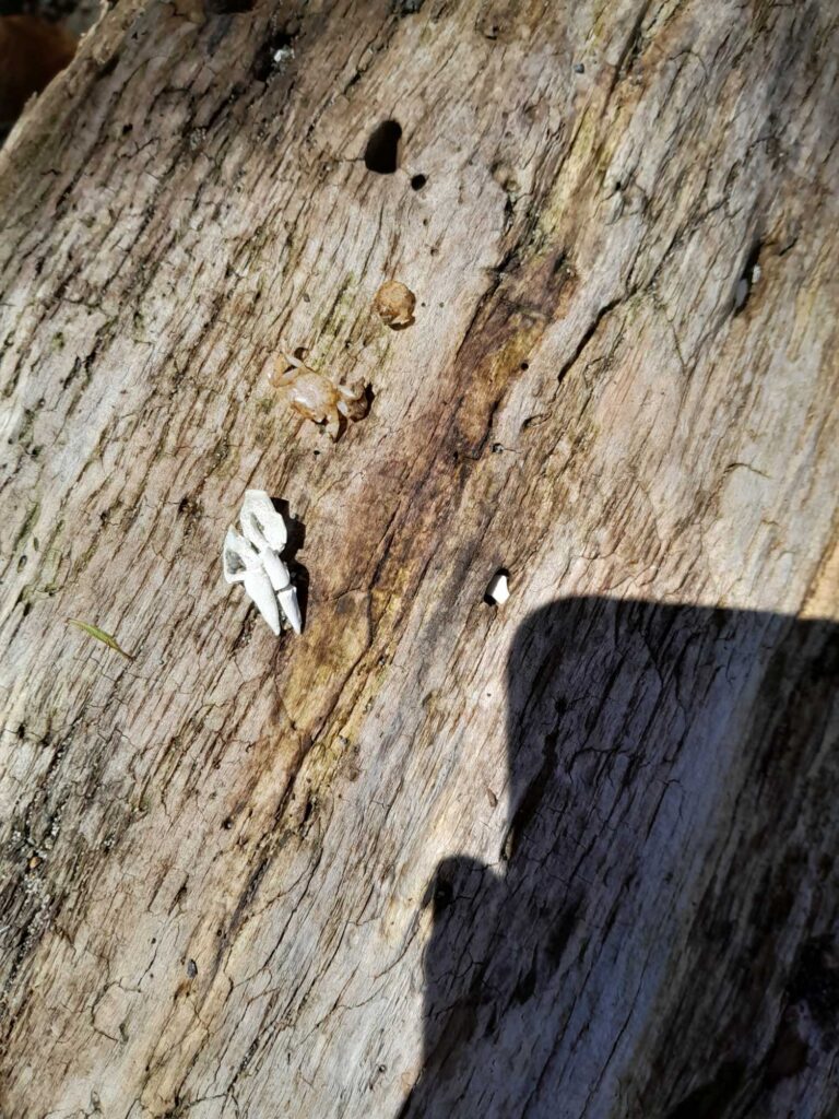 a group of bugs on a tree (MyCoast AI)