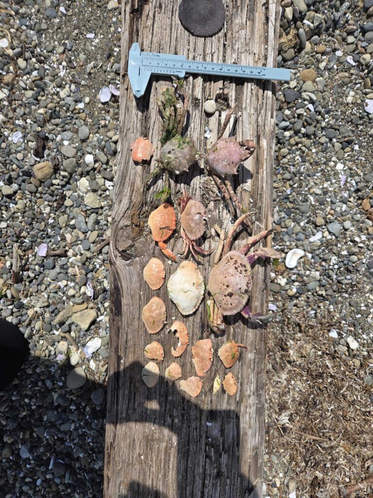 a group of mushrooms (MyCoast AI)
