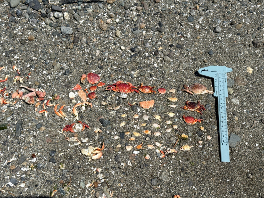 a blue shovel on a rocky surface (MyCoast AI)