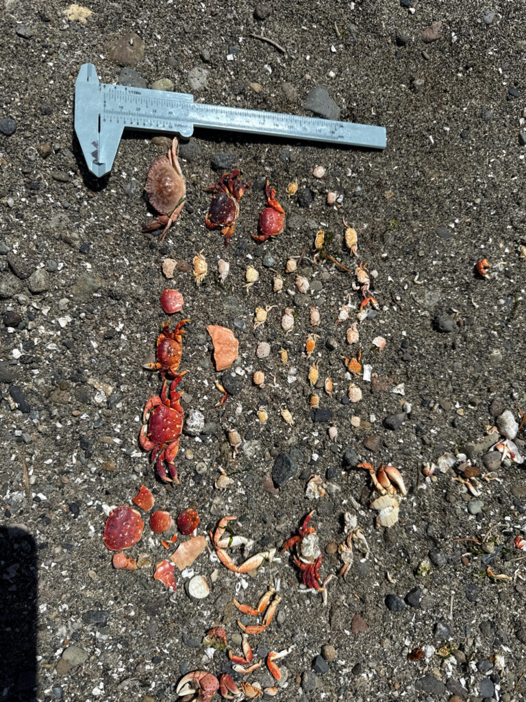 a crab on the ground (MyCoast AI)
