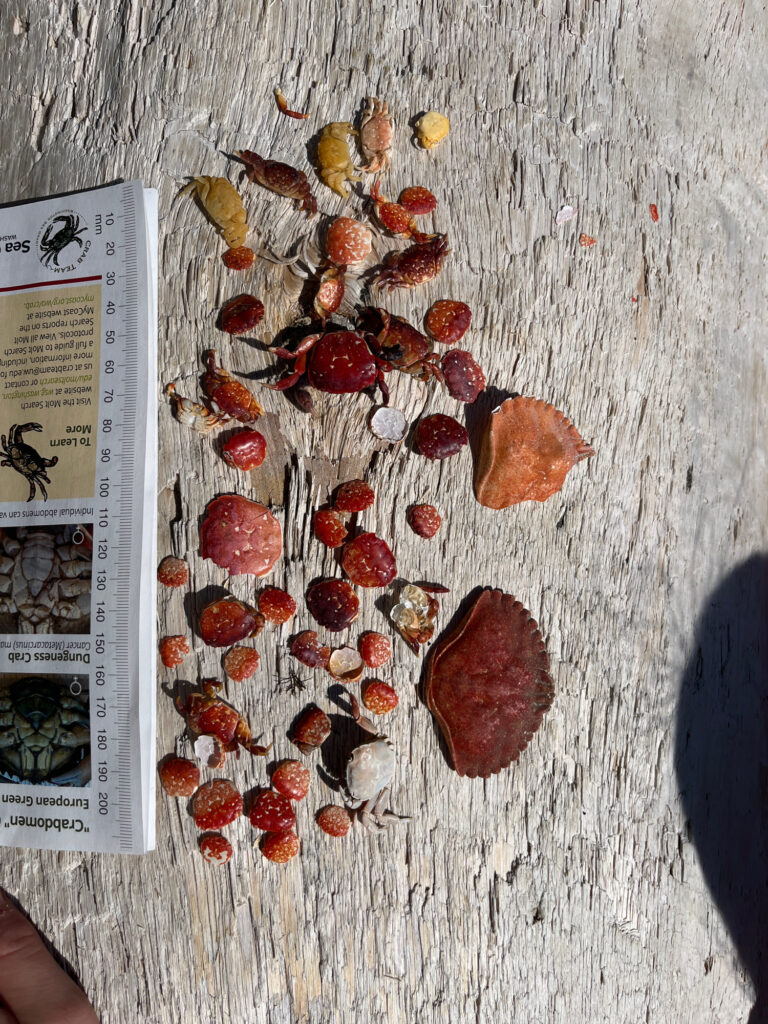 a pile of red and white rocks (MyCoast AI)