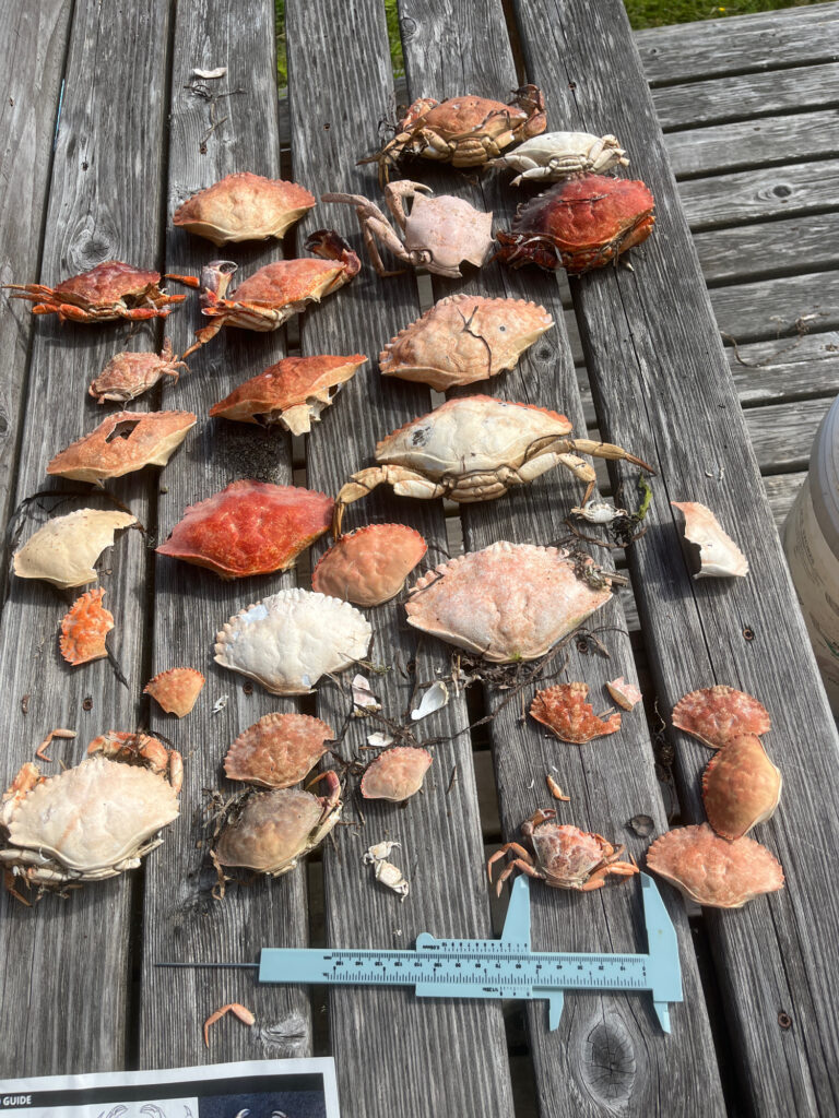 a group of brown and white mushrooms (MyCoast AI)