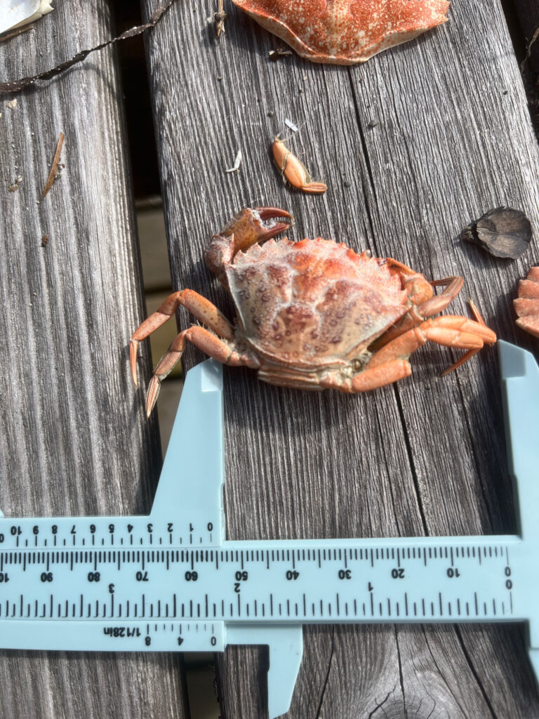 a lobster on a wooden surface (MyCoast AI)