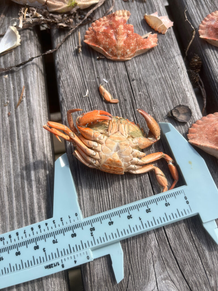 a lobster on a grill (MyCoast AI)