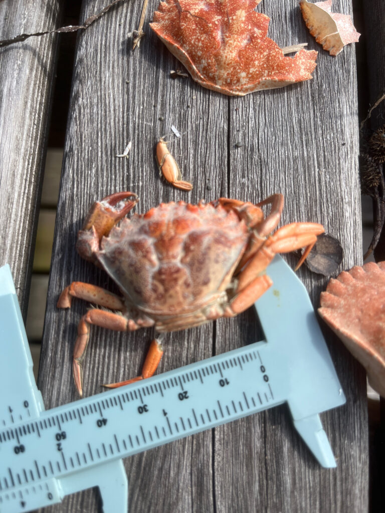 a group of crabs on a wooden surface (MyCoast AI)