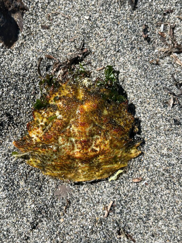 a leaf on the ground (MyCoast AI)