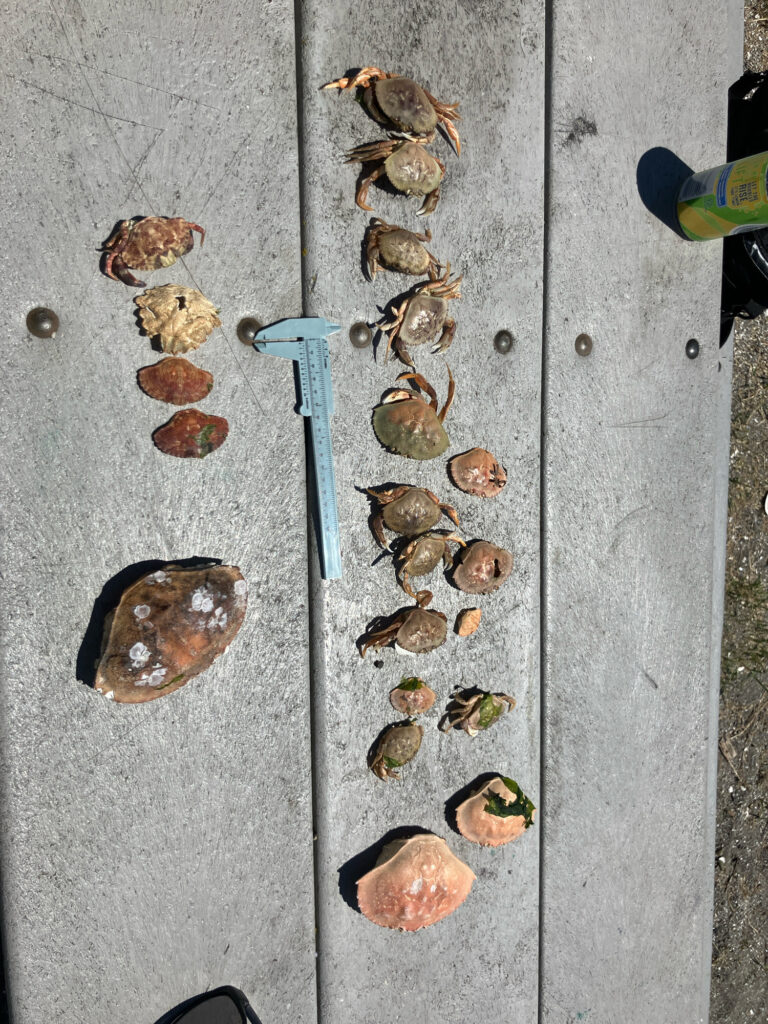 a group of bees on a concrete surface (MyCoast AI)