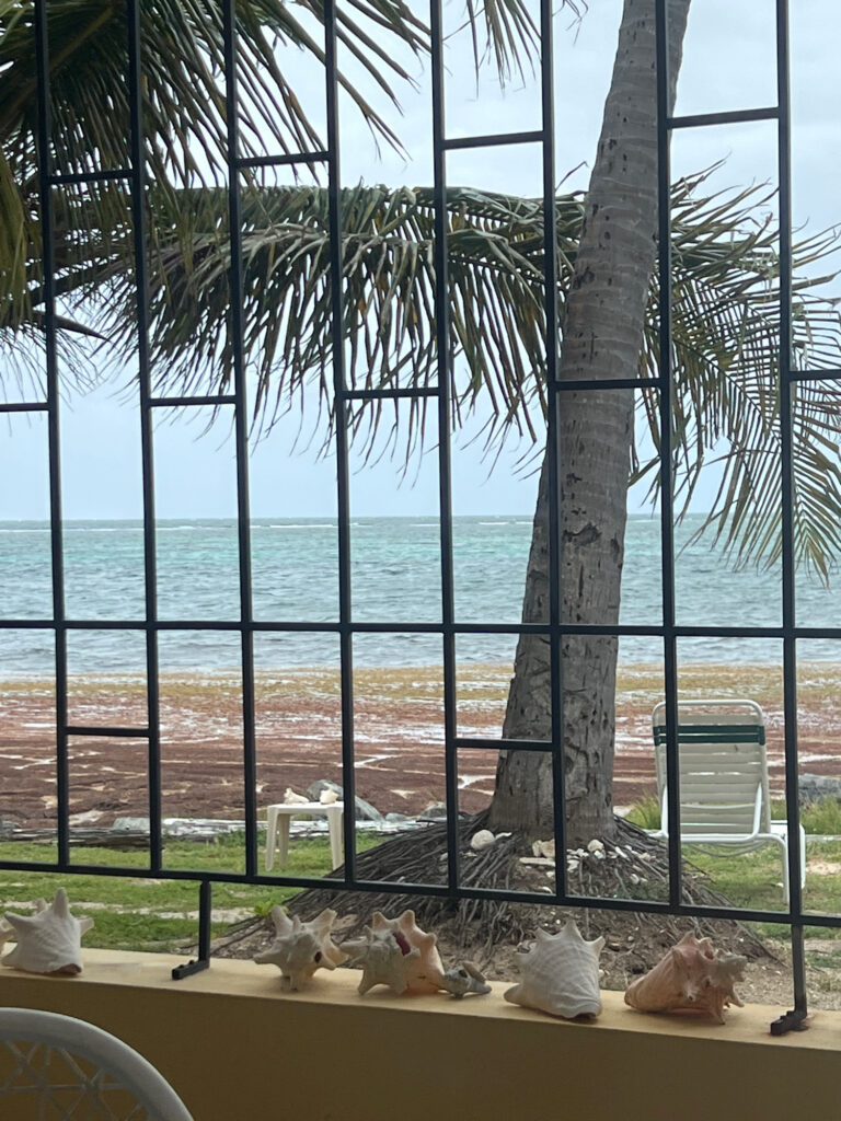 a group of stuffed animals on a table by a beach (MyCoast AI)