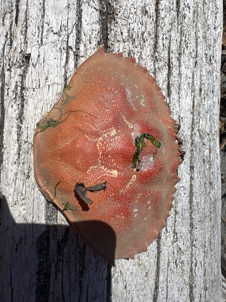 a red leaf on a tree (MyCoast AI)