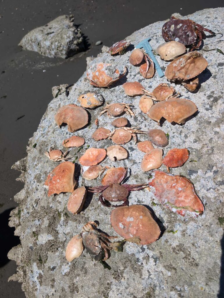 a group of sea shells on a beach (MyCoast AI)