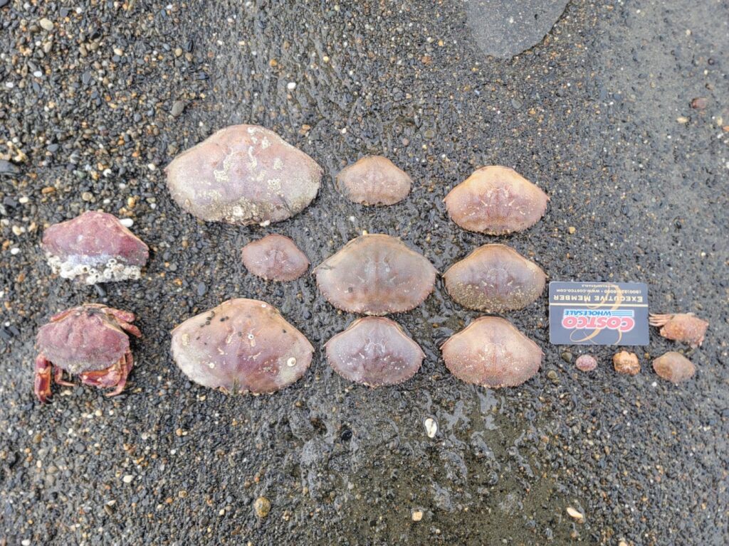 a group of rocks on the ground (MyCoast AI)