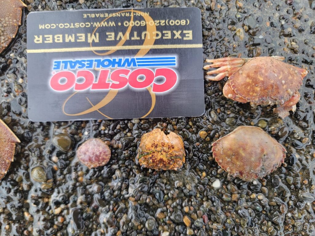 a box of sea shells (MyCoast AI)