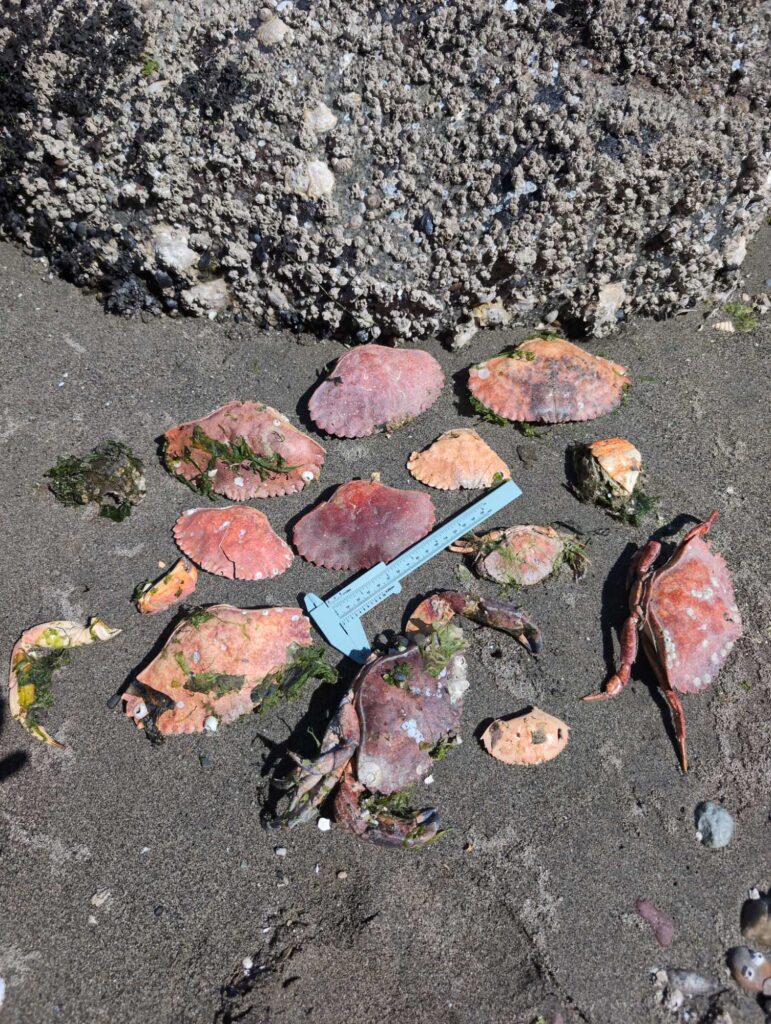 a group of sea shells on the ground (MyCoast AI)