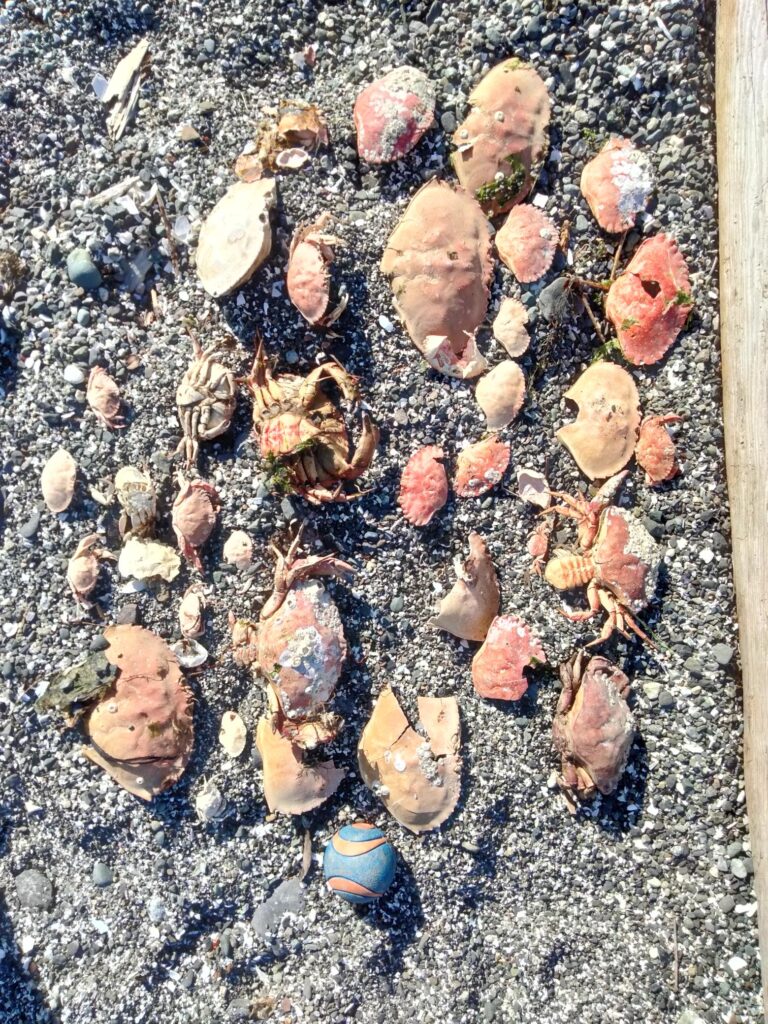 a group of bees on a rock (MyCoast AI)