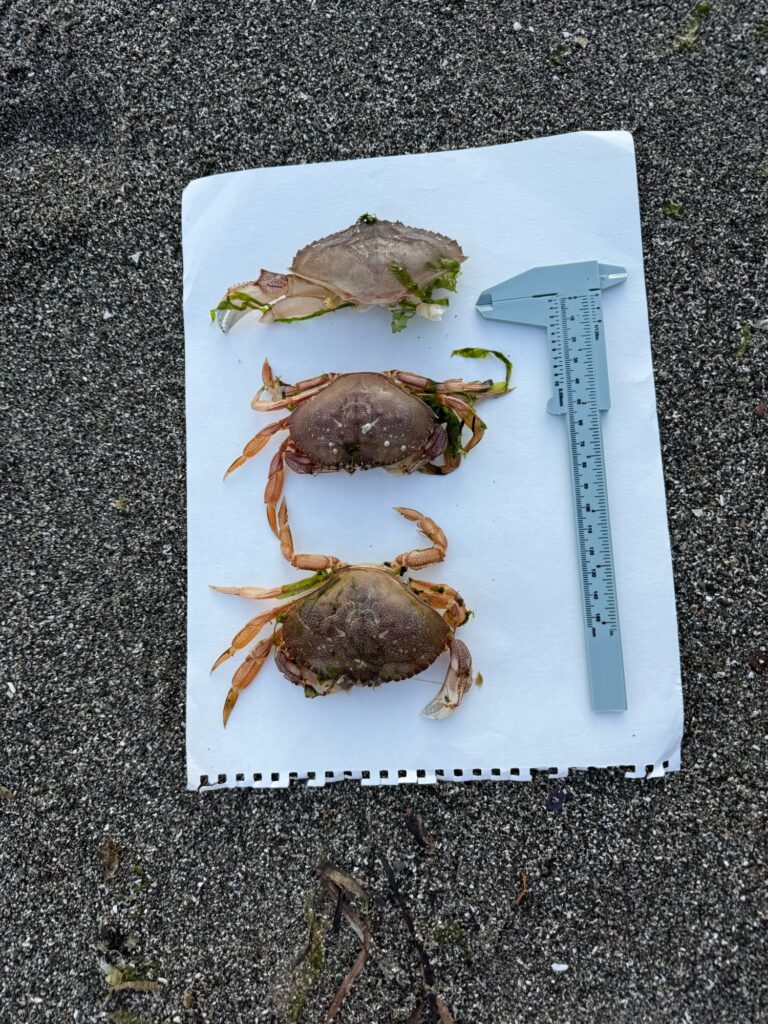 a box of crab legs (MyCoast AI)