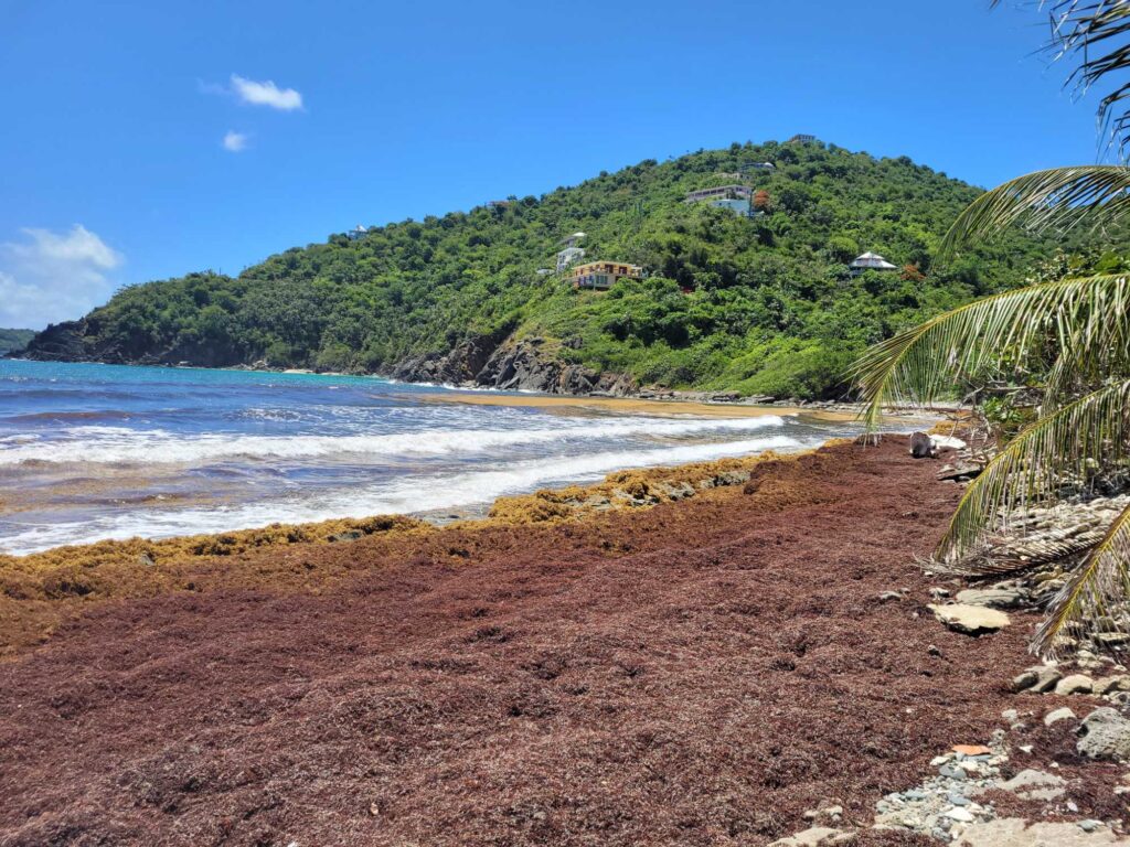 a beach with a hill in the background (MyCoast AI)