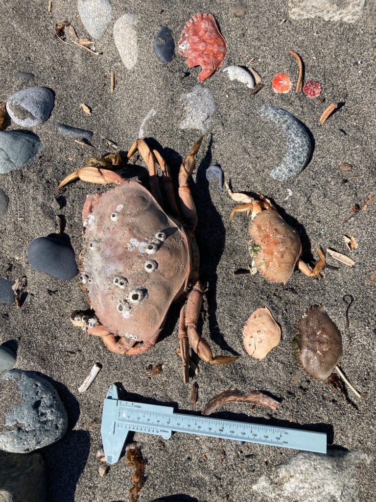 a group of rocks and a rock (MyCoast AI)