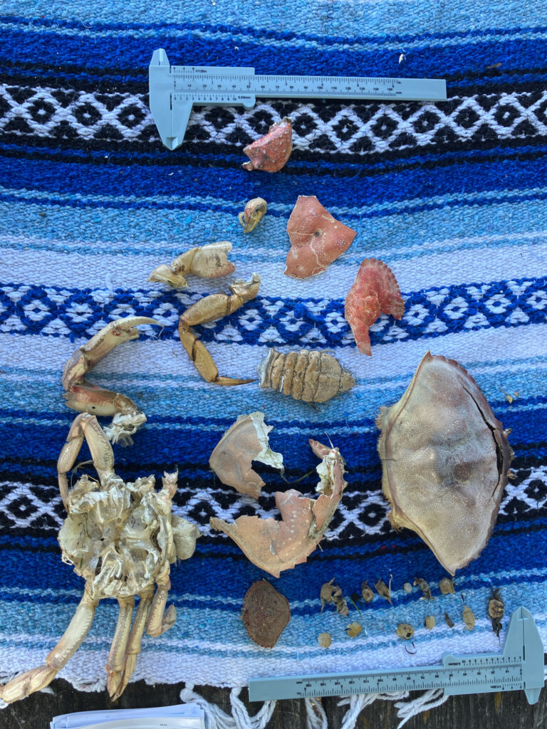 a group of bones on a blue surface (MyCoast AI)