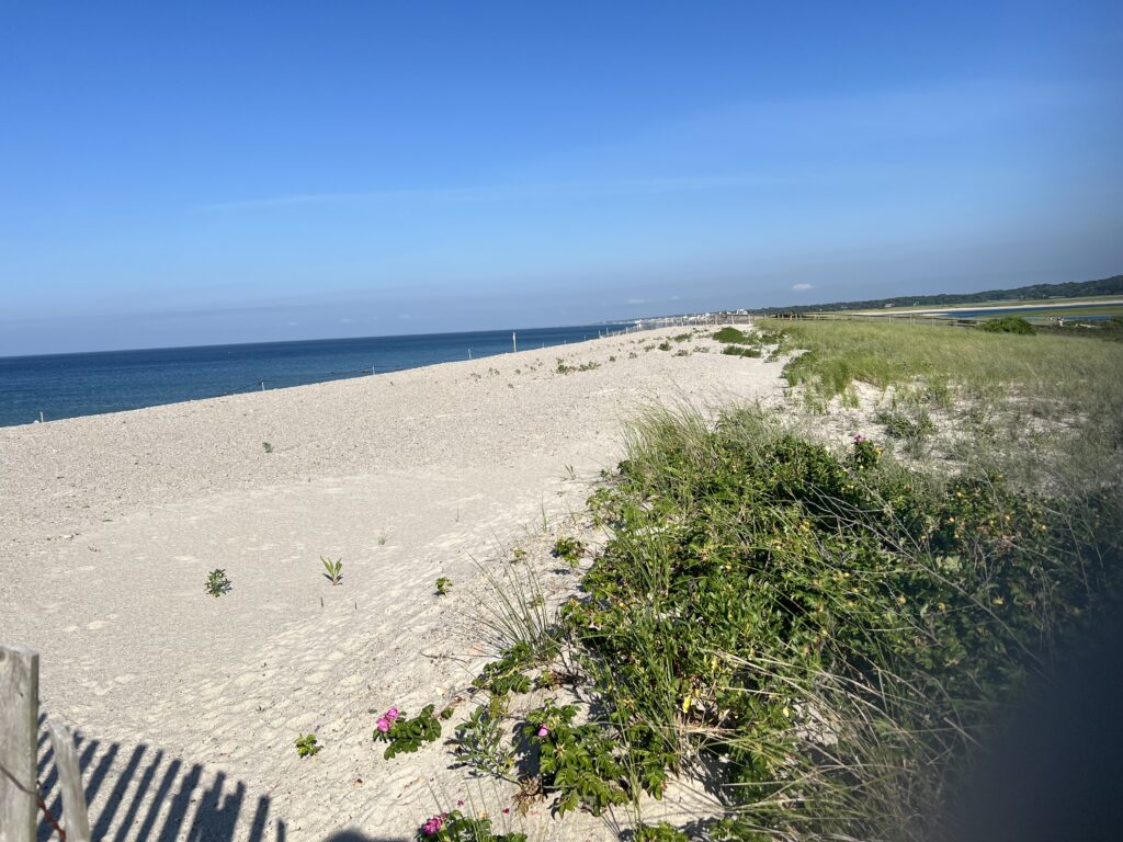 a sandy beach with plants and water (MyCoast AI)