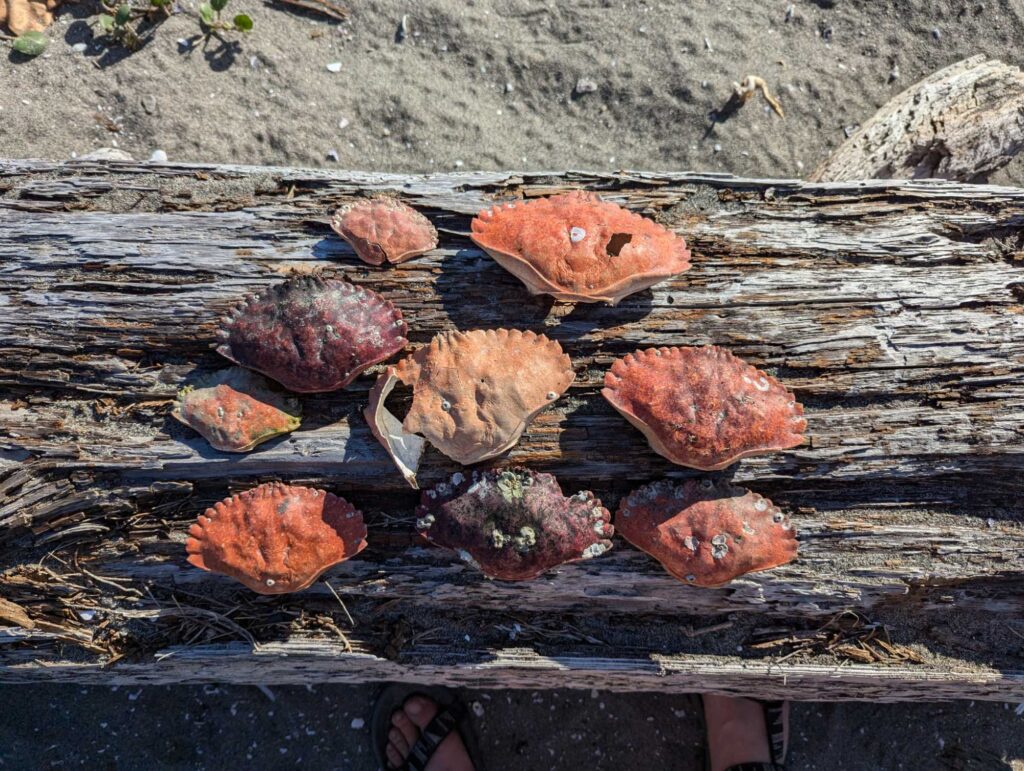 a group of red mushrooms on a wood surface (MyCoast AI)