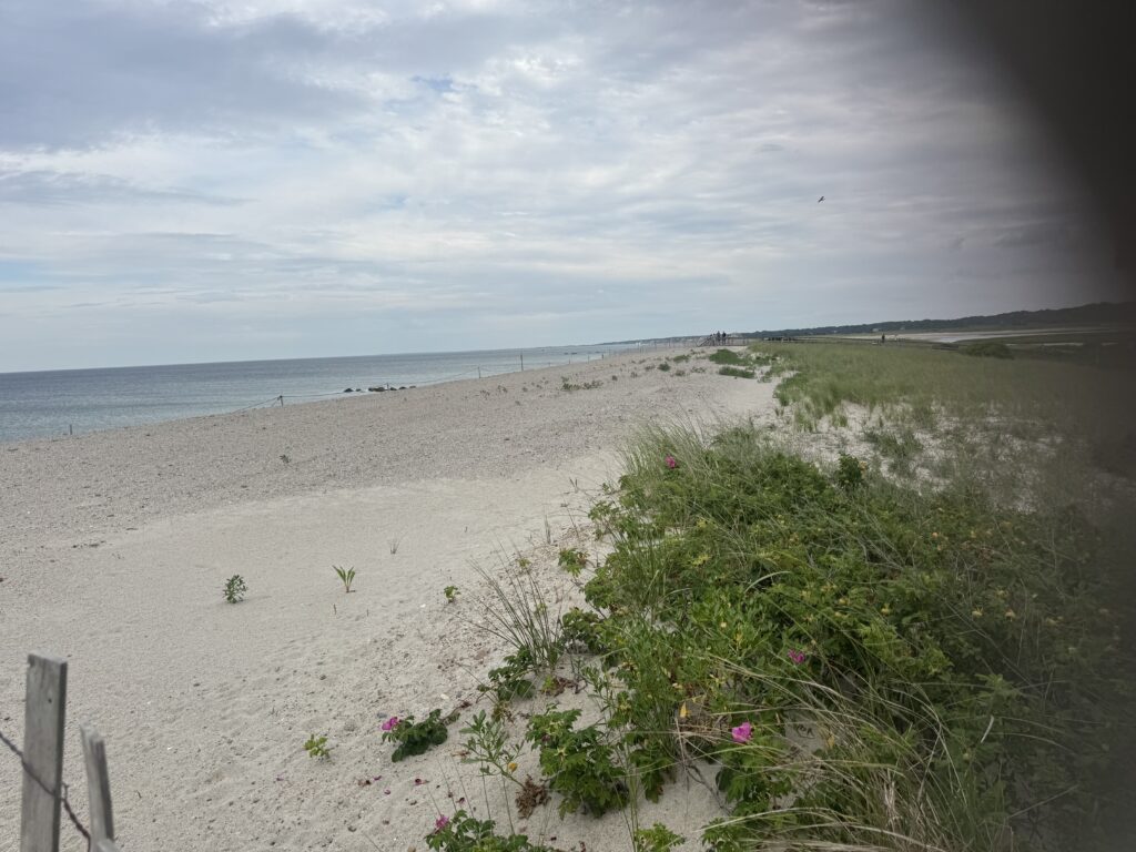 a beach with plants and water (MyCoast AI)