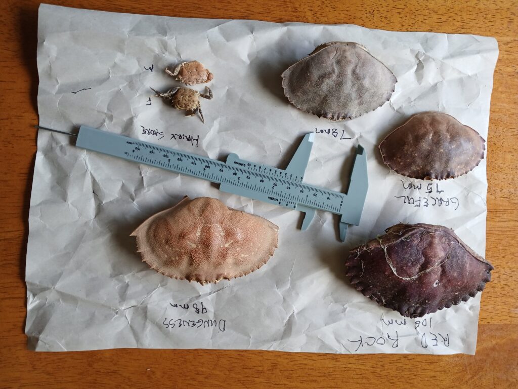 a group of rocks and a knife on a white sheet (MyCoast AI)