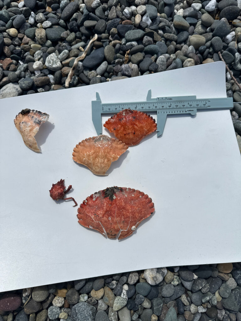 a group of brown objects on a white surface (MyCoast AI)