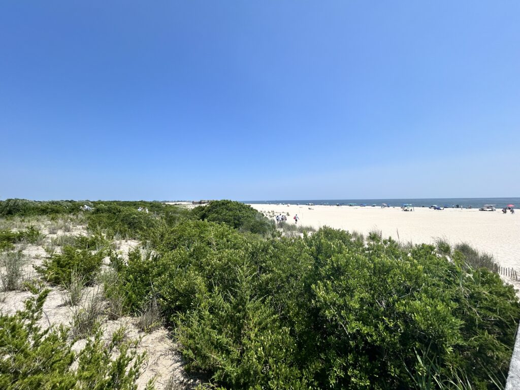 a sandy beach with bushes and trees (MyCoast AI)
