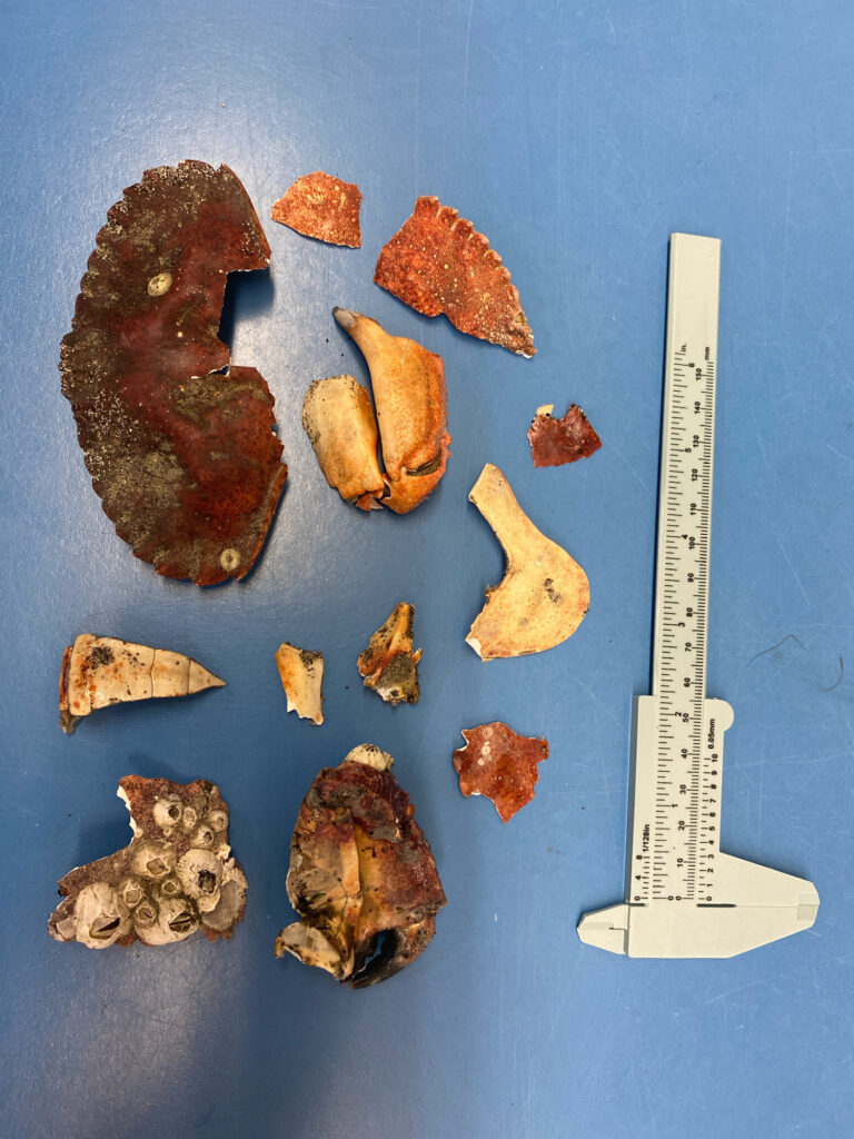 a knife and a group of brown objects on a blue surface (MyCoast AI)