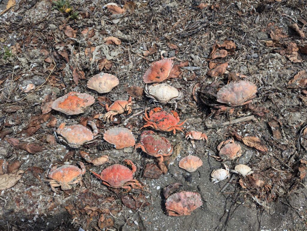 a group of red and white leaves (MyCoast AI)