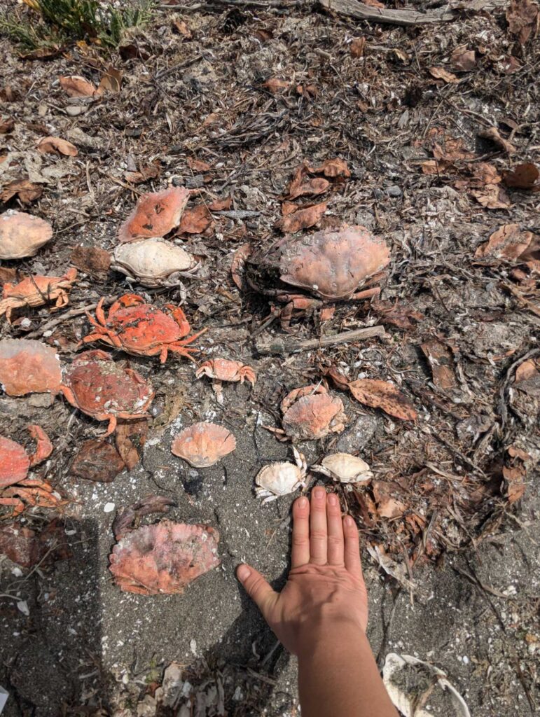 a hand reaching out to a pile of brown leaves on the ground (MyCoast AI)