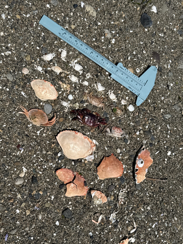 a blue plastic shovel on the ground (MyCoast AI)