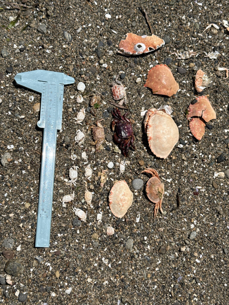 a shovel and some rocks (MyCoast AI)