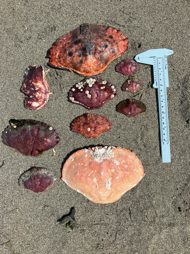 a group of red and white objects (MyCoast AI)