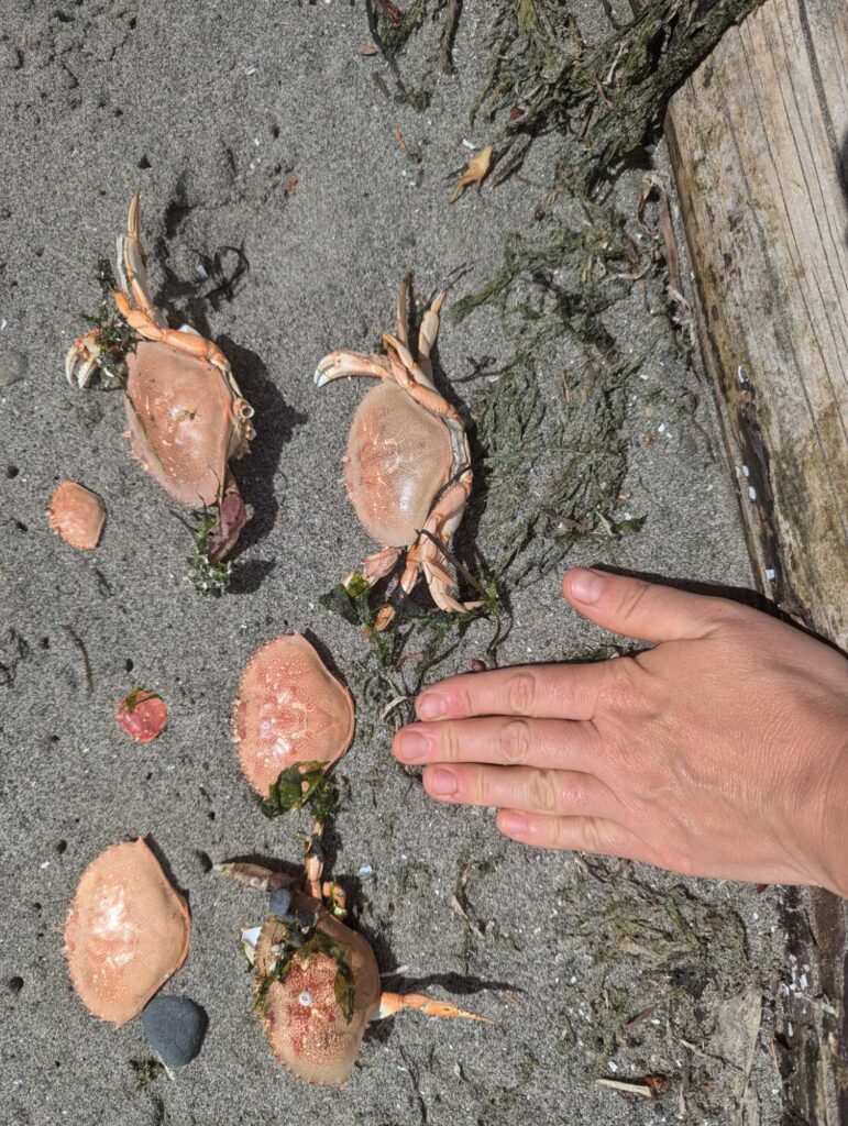 a hand reaching for a pile of mushrooms (MyCoast AI)
