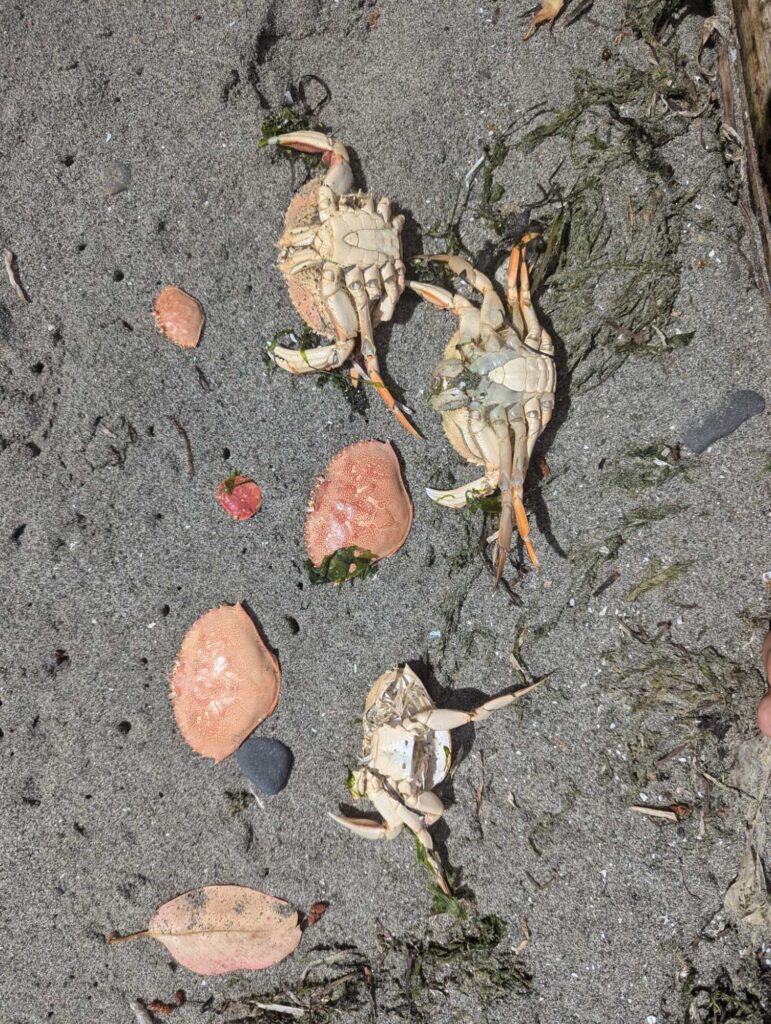 a group of small rocks on the ground (MyCoast AI)