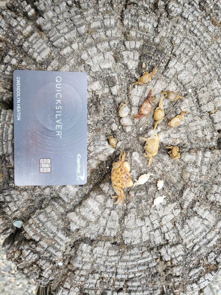 a black rectangular object on a tree stump (MyCoast AI)