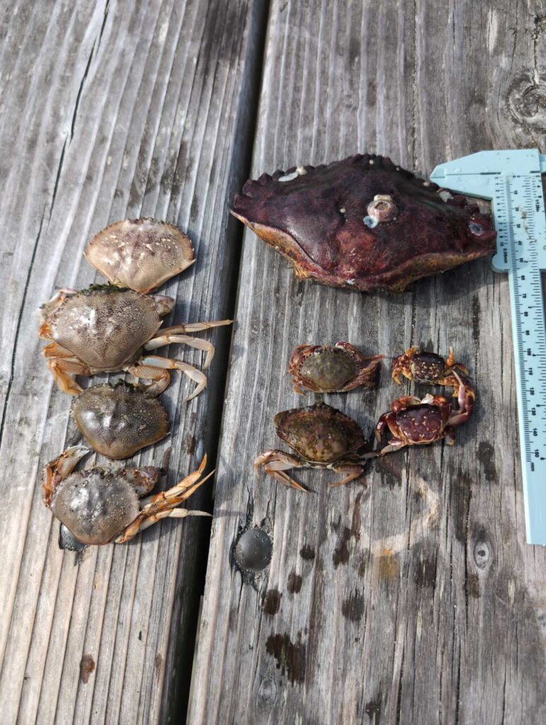 a group of snails on a wood surface (MyCoast AI)