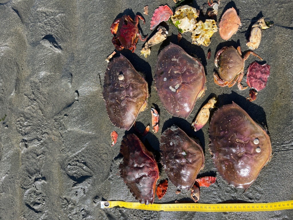a group of brown and black fish (MyCoast AI)