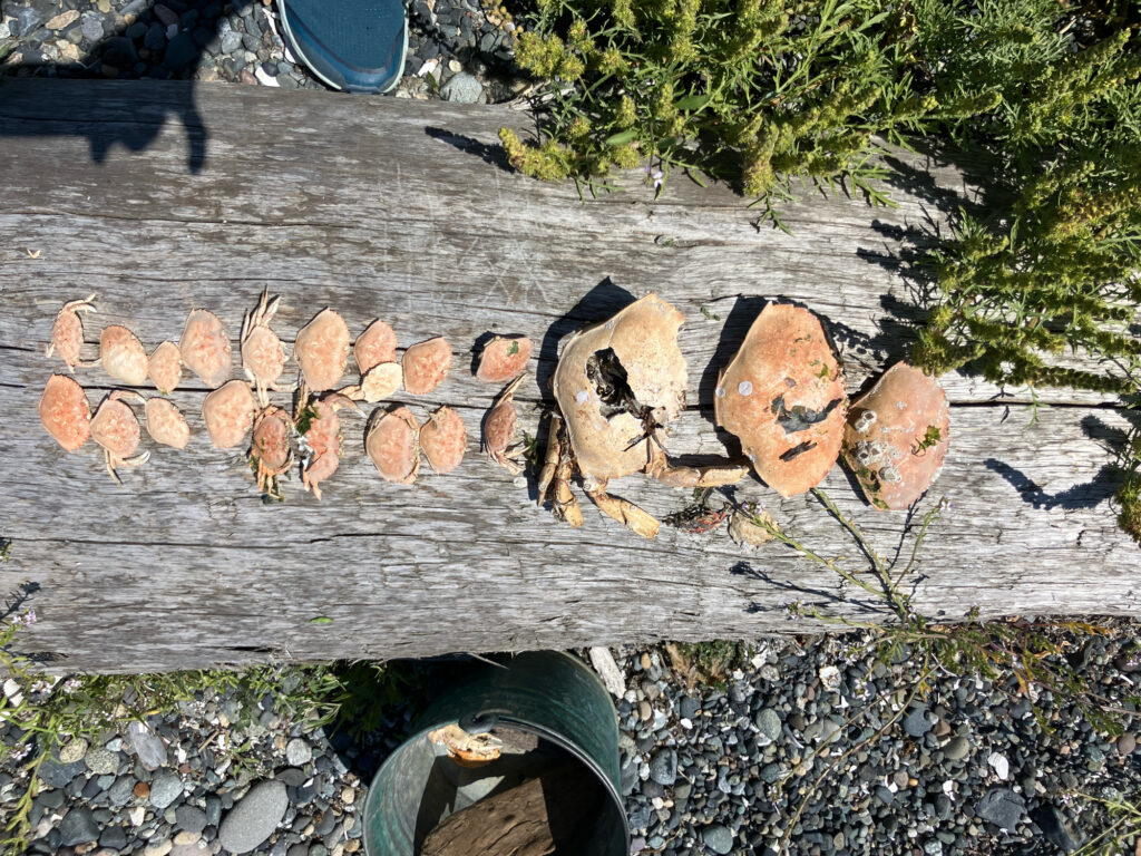 a group of cut logs (MyCoast AI)