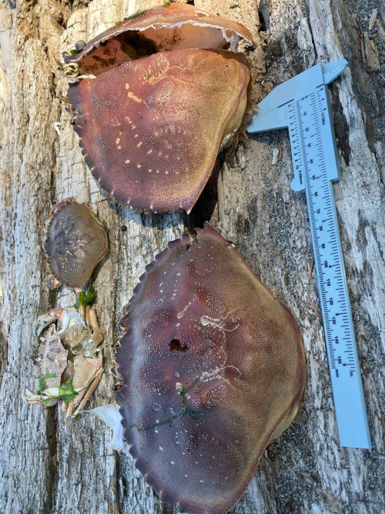 a group of mushrooms (MyCoast AI)