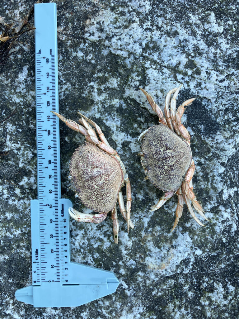 a group of sea turtles on a blue object (MyCoast AI)