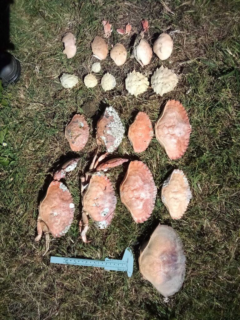 a group of mushrooms (MyCoast AI)