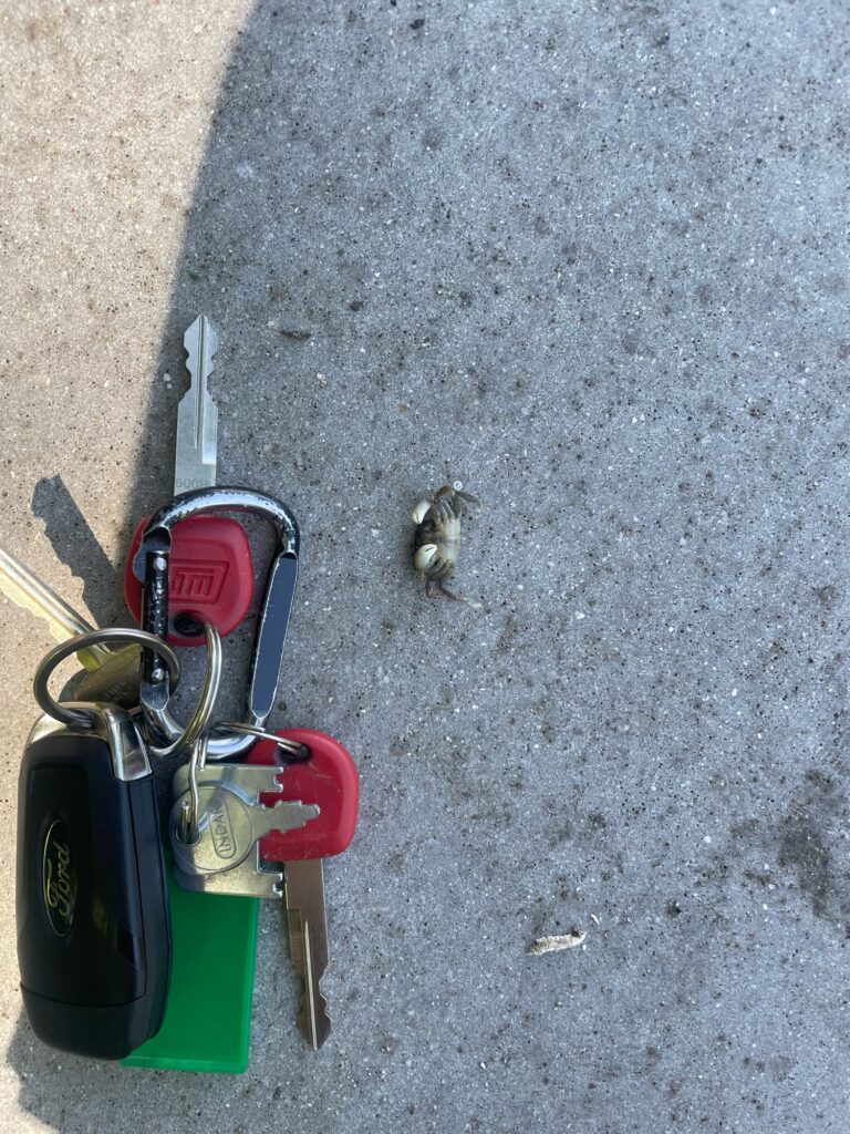 a bird next to a bird (MyCoast AI)