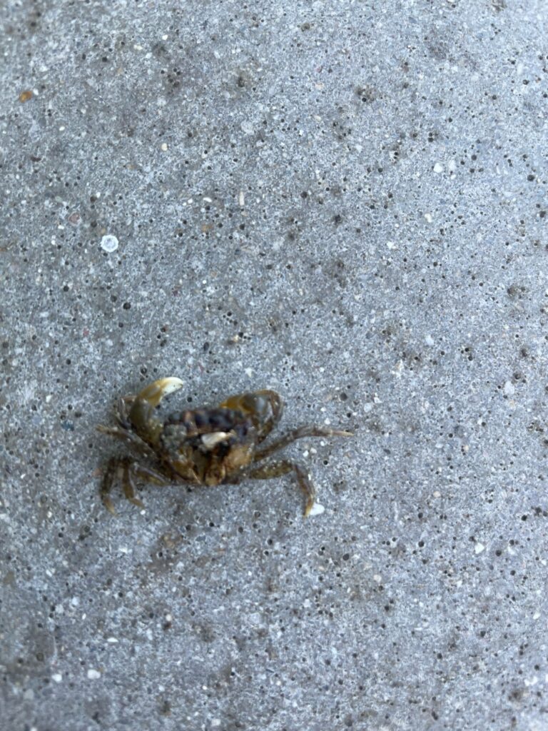 a crab on the sand (MyCoast AI)