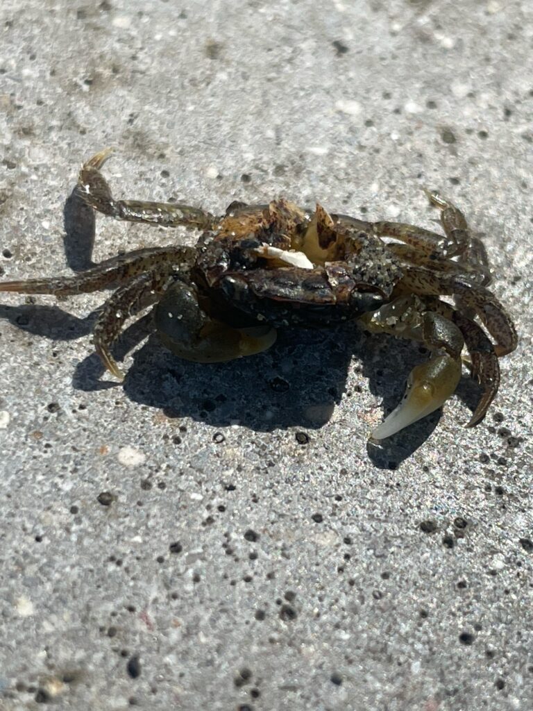 a crab on the sand (MyCoast AI)