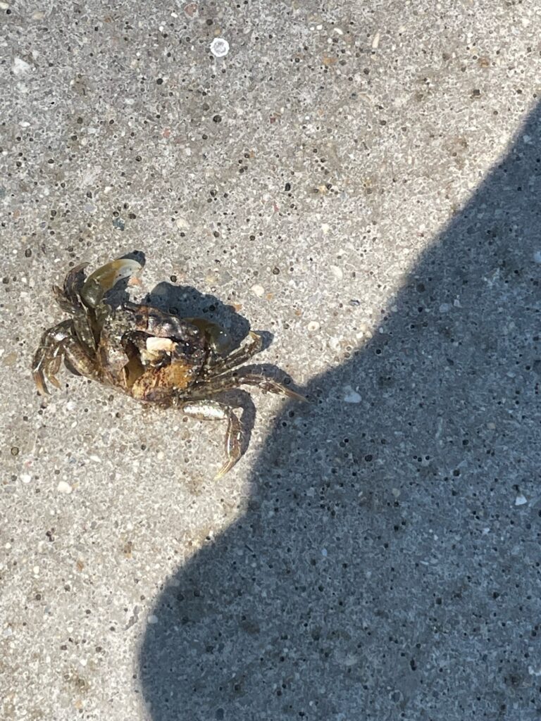 a crab on the sand (MyCoast AI)
