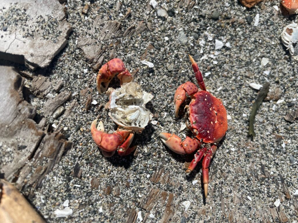 a group of red mushrooms (MyCoast AI)